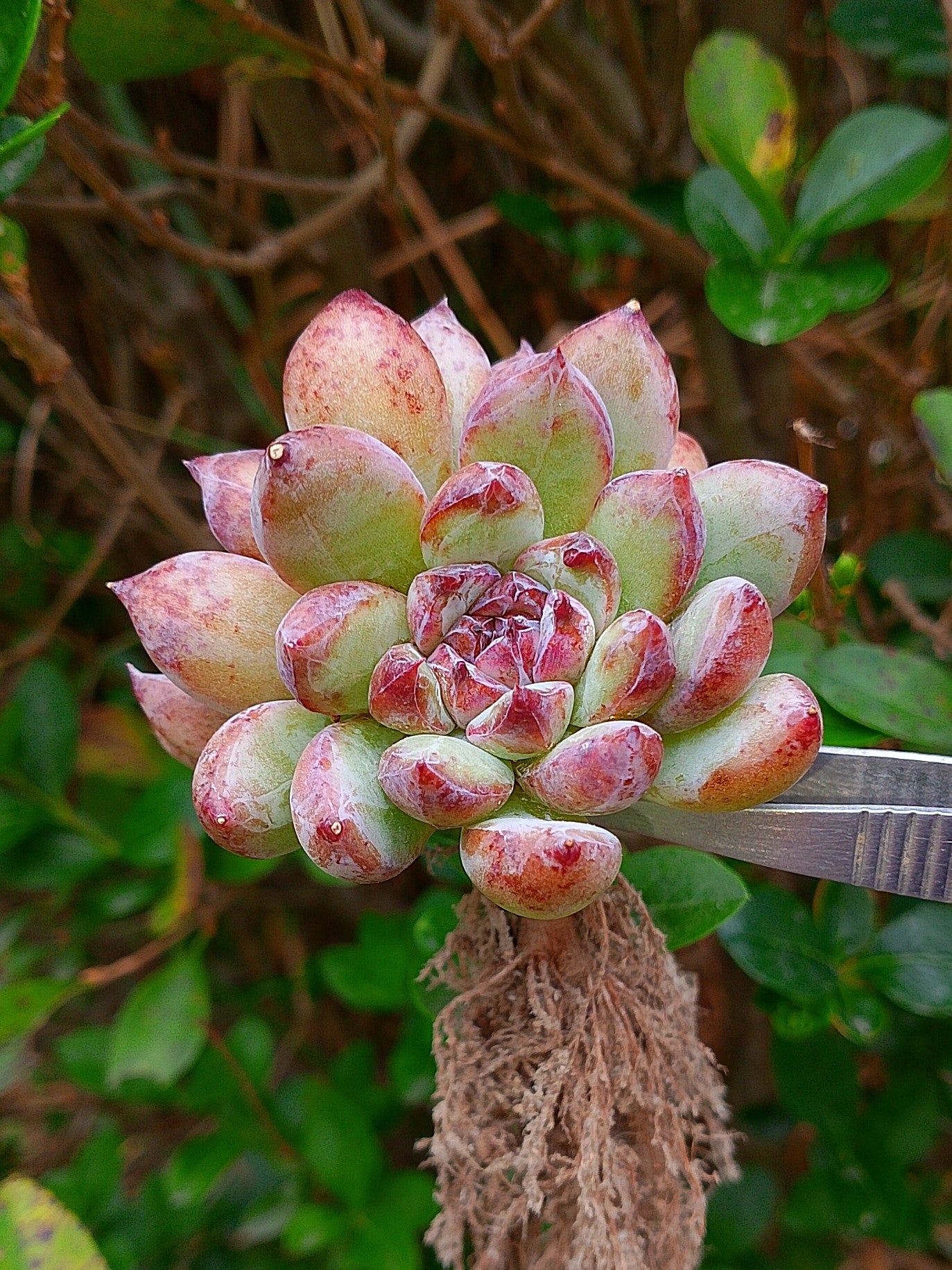 Echeveria Channel rose