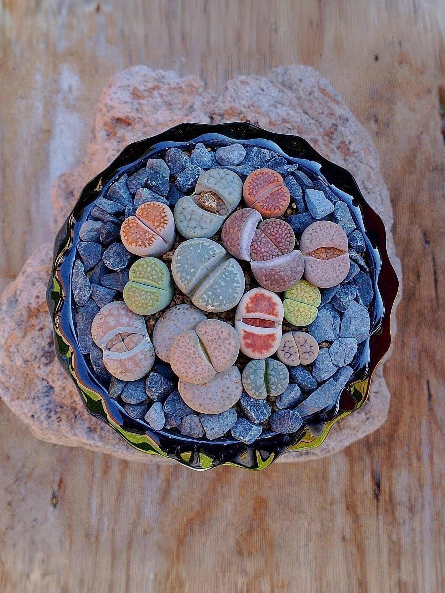 Paquete lithops Mix - circular G
