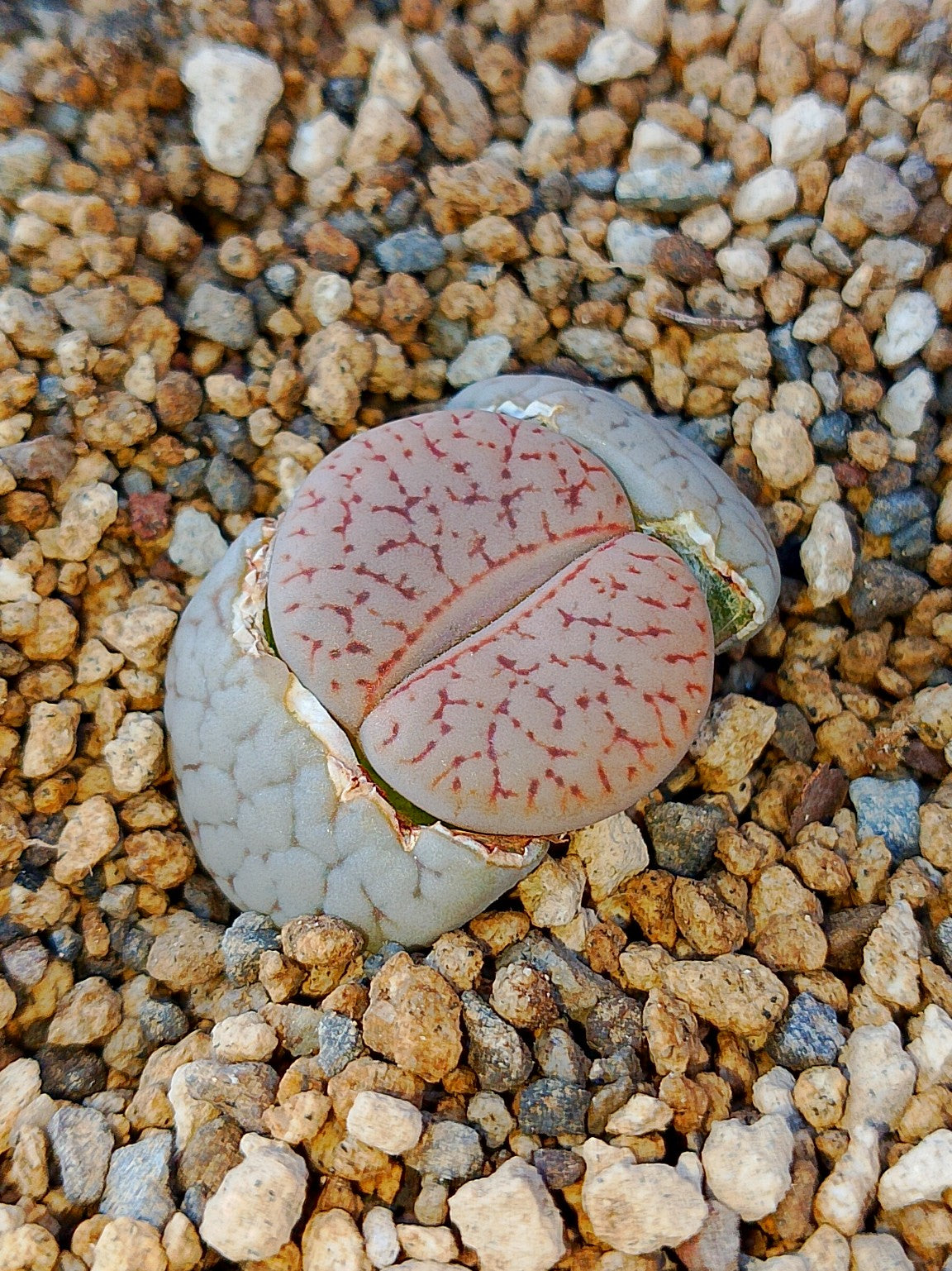 C245 	Lithops pseudotruncatella ssp. dendritica (syn. farinosa)