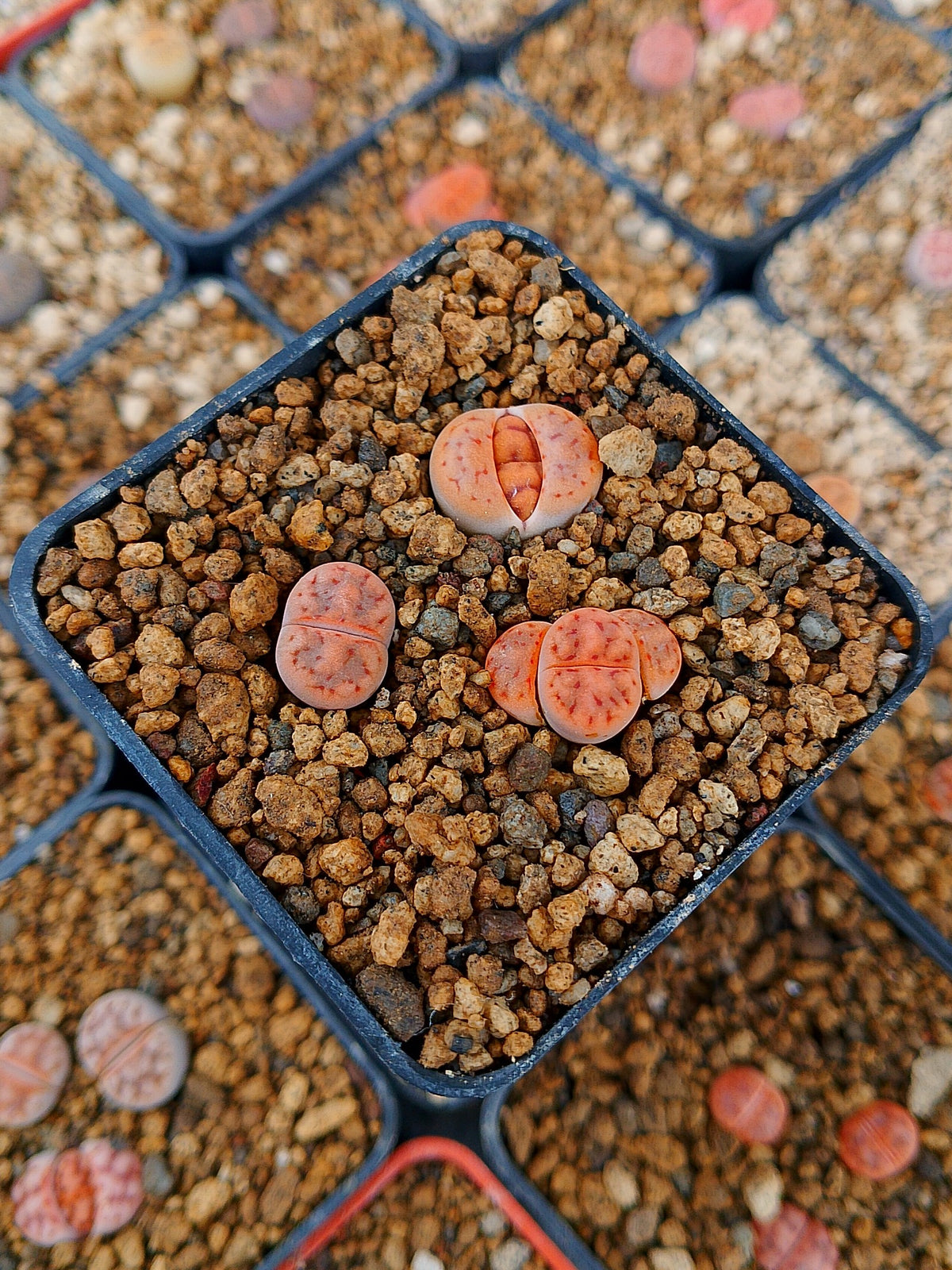 Paquete lithops Mix H | 1 año de edad