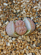 C038 	Lithops hookeri v. lutea