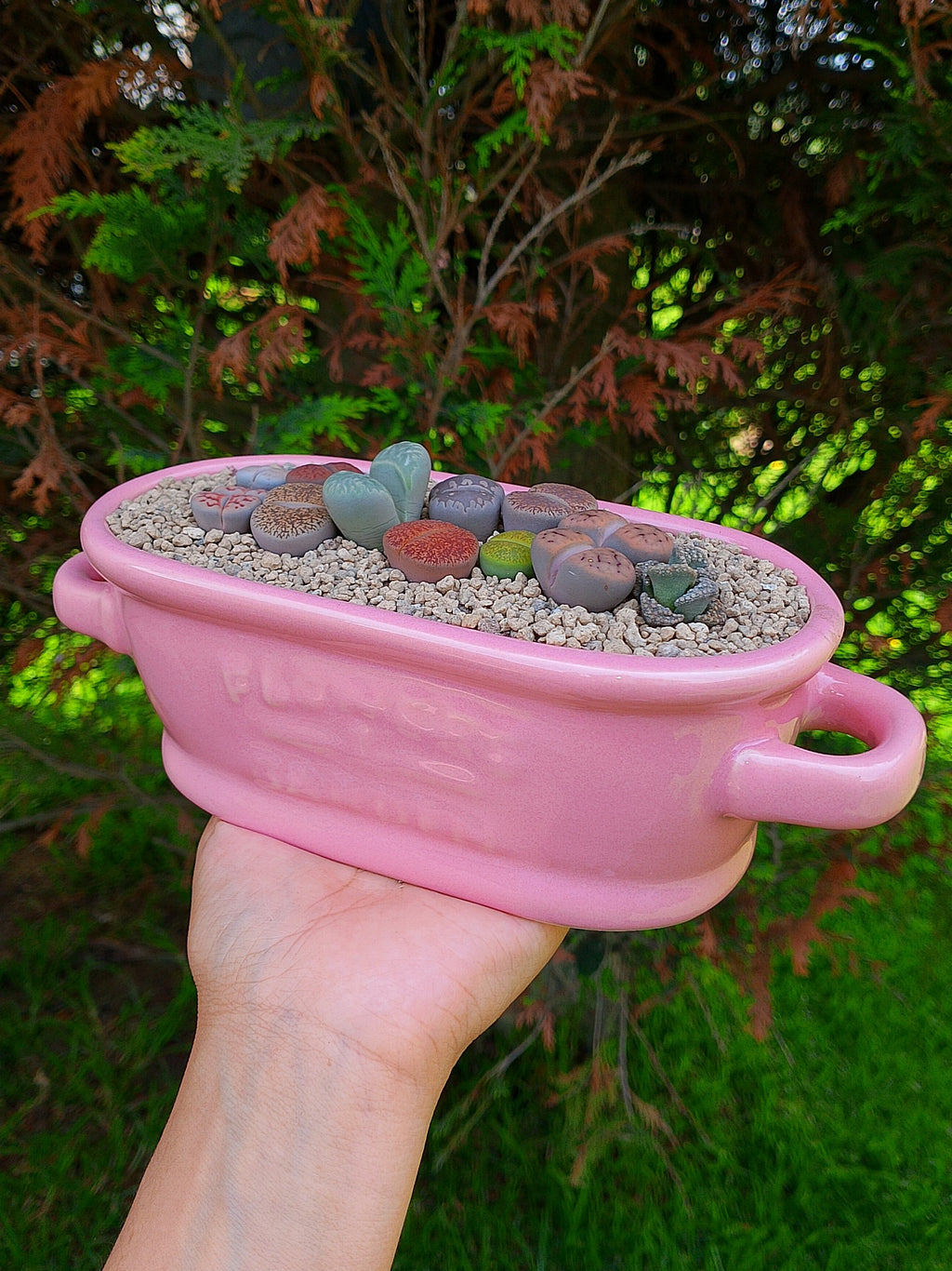 Paquete lithops Mix - Tina A