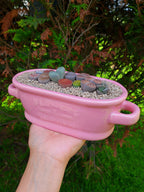 Paquete lithops Mix - Tina A