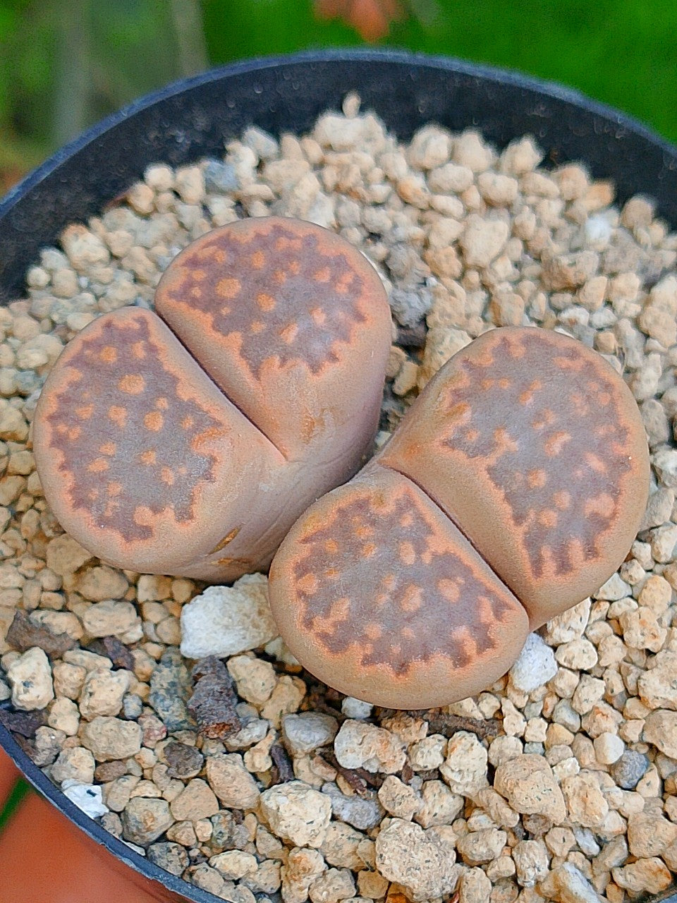 Lithops Hallii - 2 cabezas