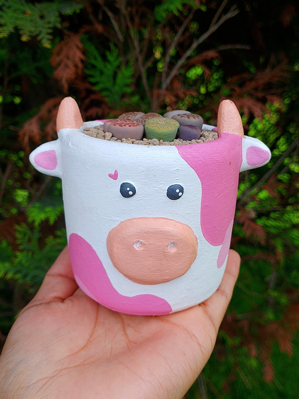 Paquete lithops Mix - vaquita B | maceta 2.5"