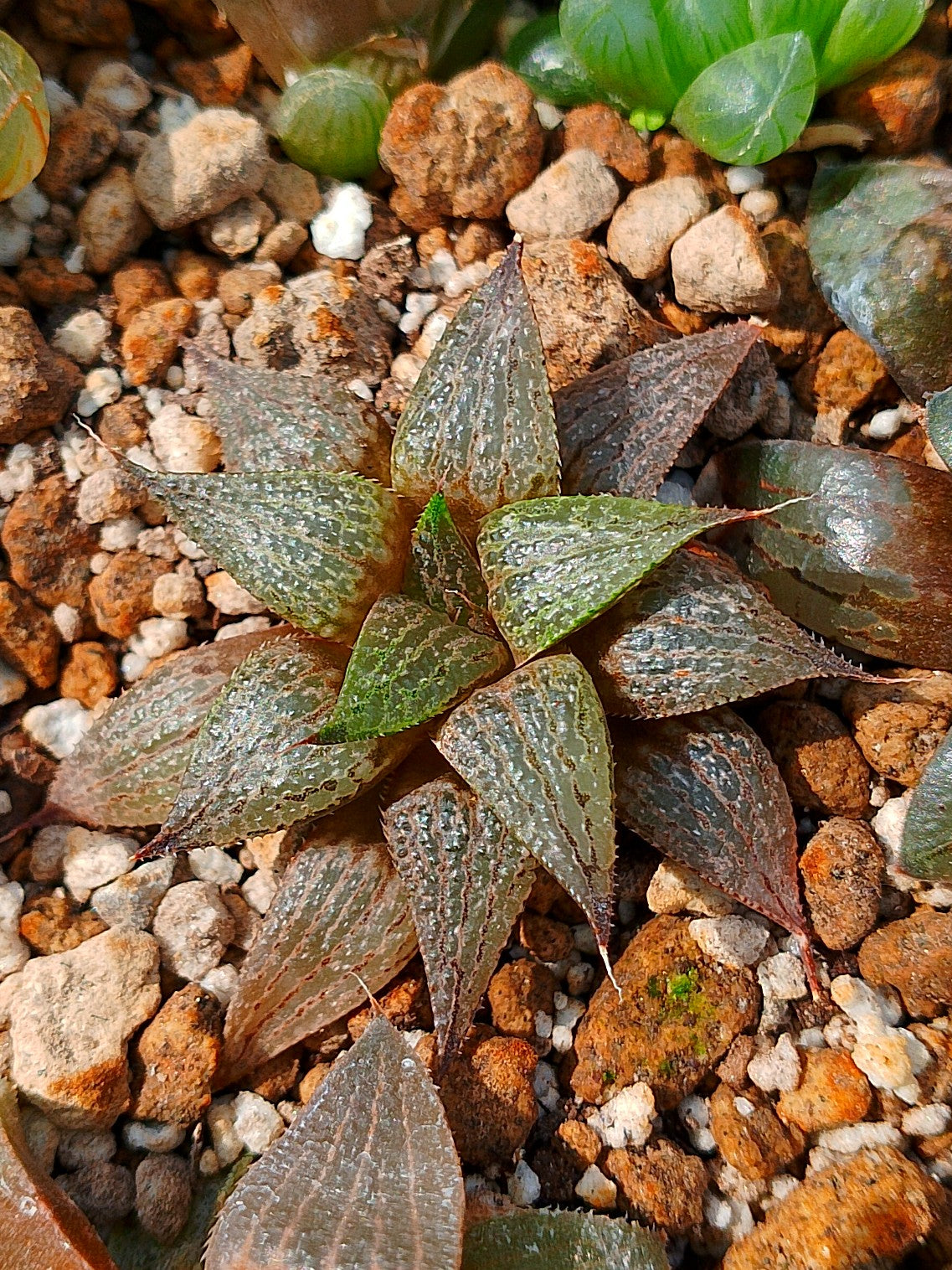 Haworthia RG D | maceta 3"