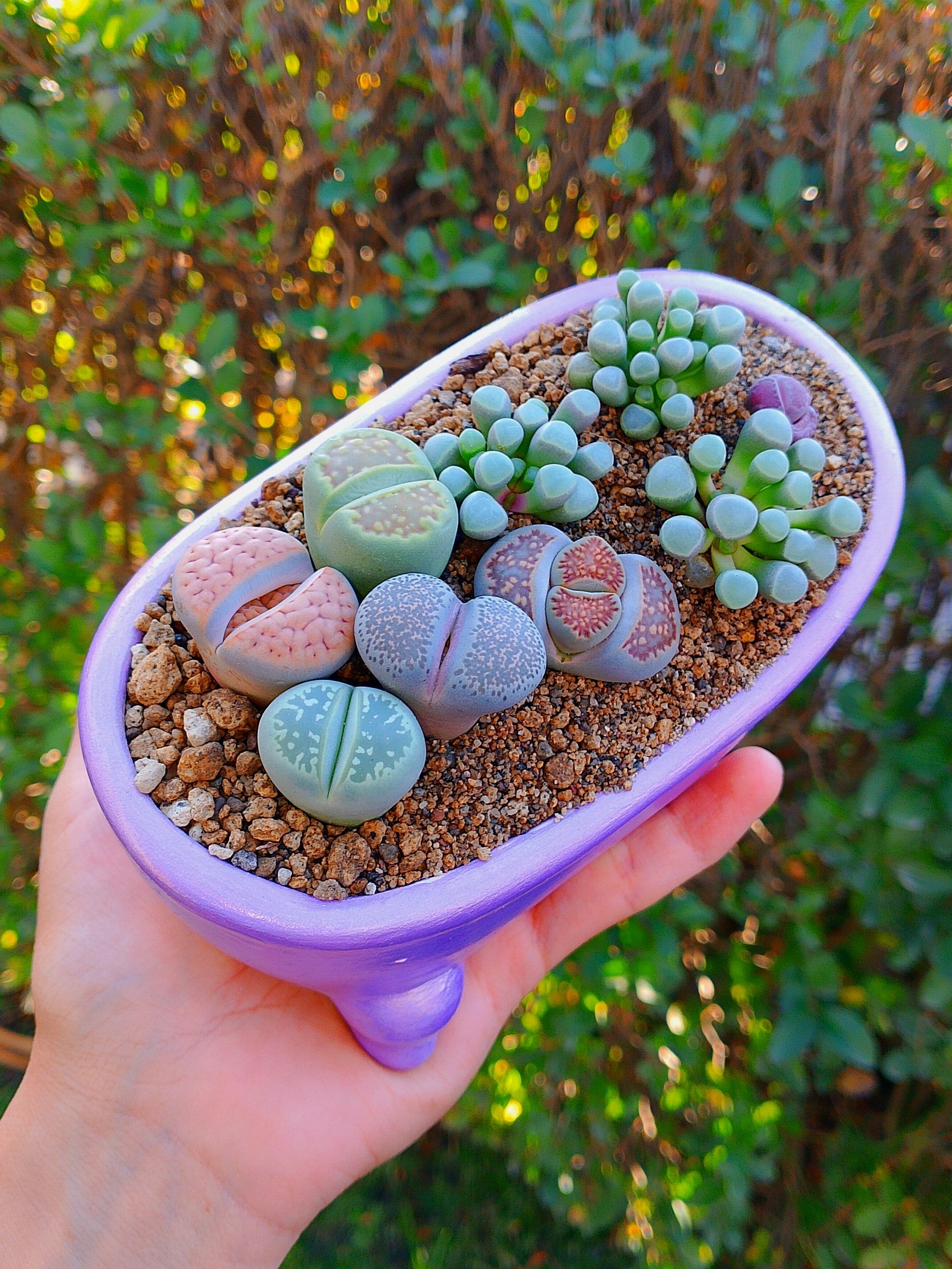 Paquete Lithops Premium - bañera