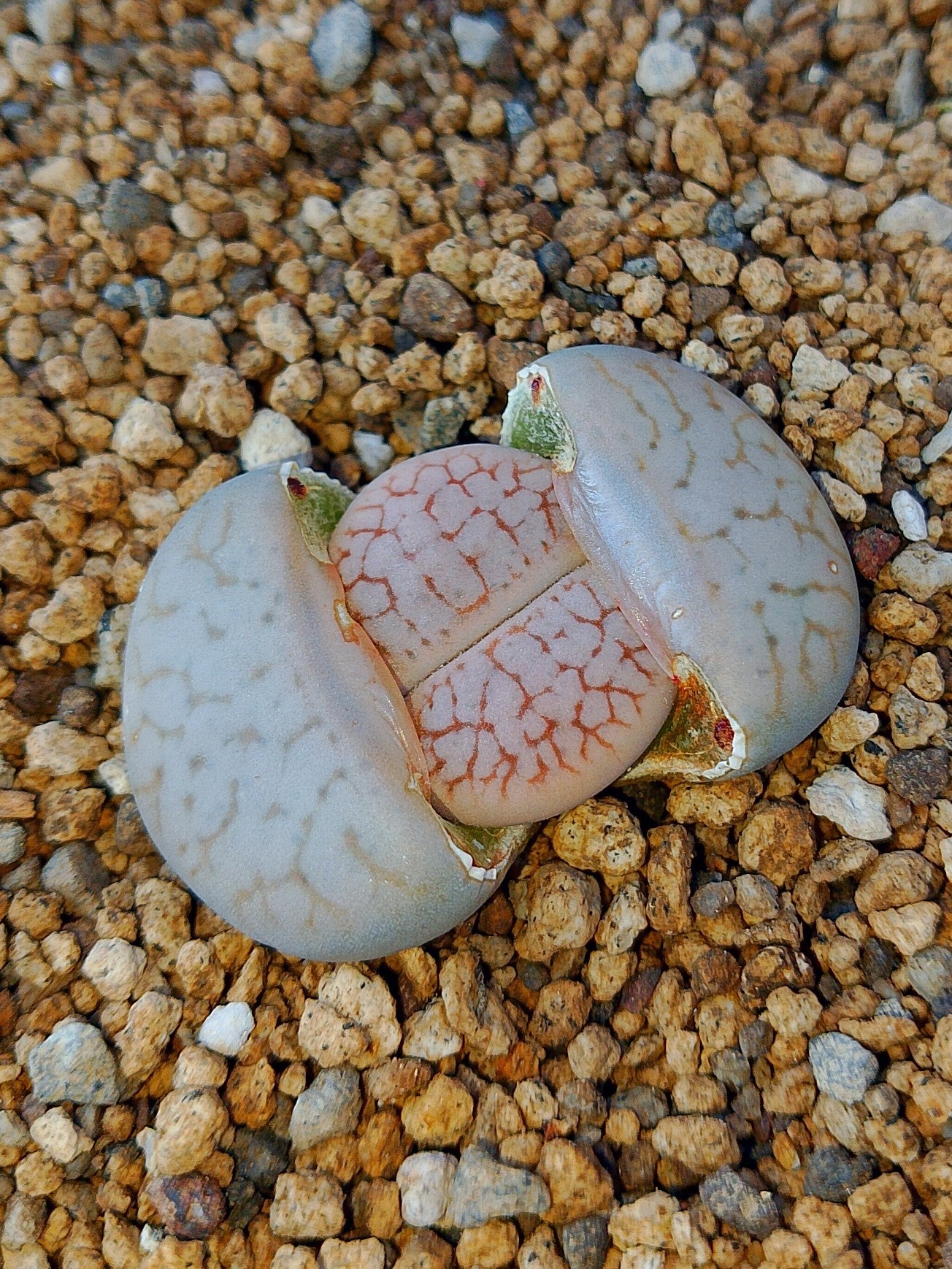C245 	Lithops pseudotruncatella ssp. dendritica (syn. farinosa)