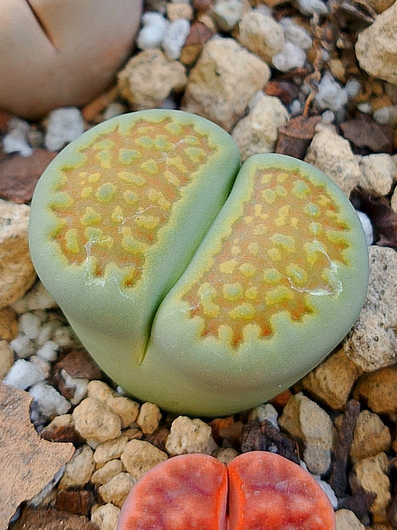 C111A Lithops hallii v. ochracea 'Green Soapstone' B