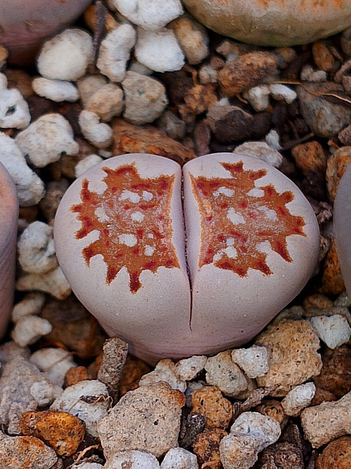C323 	Lithops julii ssp. fulleri v. fulleri