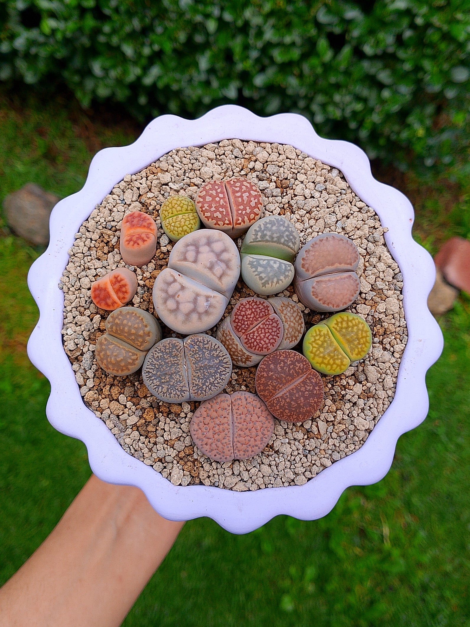 Paquete lithops Mix - Copa B