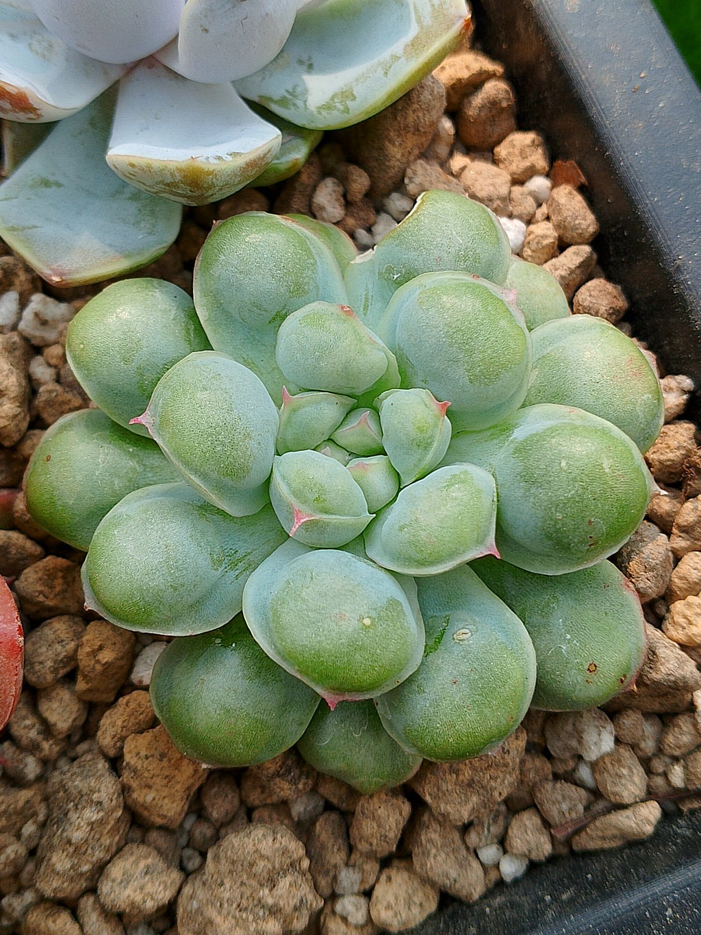 Echeveria Albidrops | maceta 3"