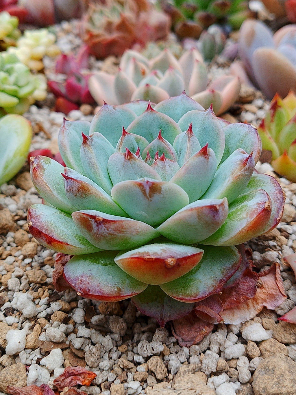 Echeveria Pomegranate A | maceta 3.5"