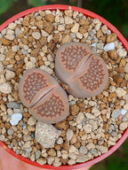 Lithops Hallii | 2 cabezas
