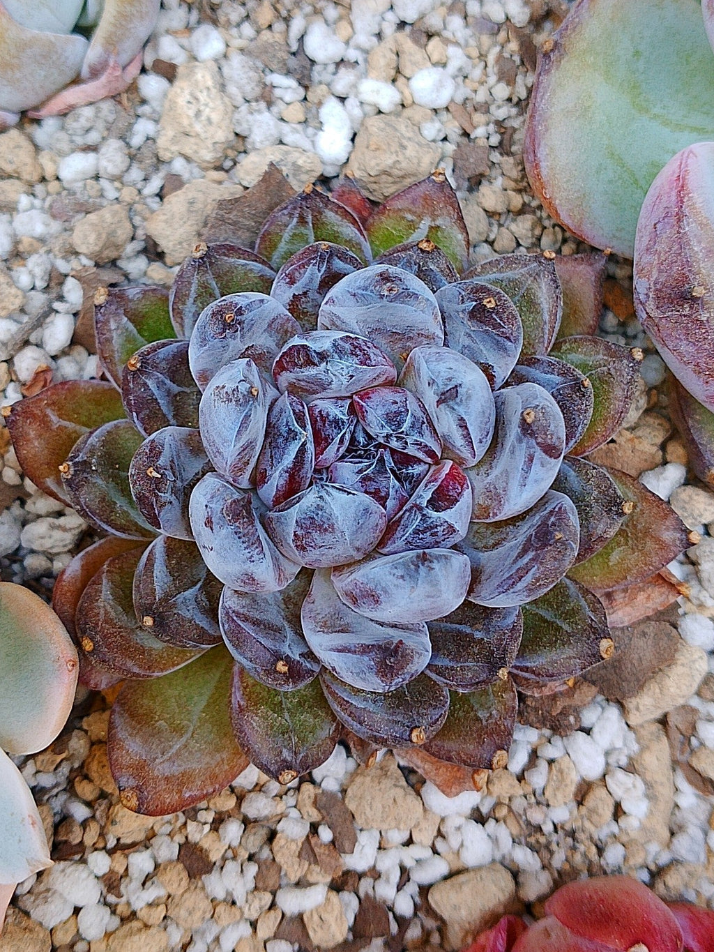 Echeveria Gemstone C