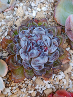 Echeveria Gemstone C