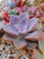 Echeveria Purple delight | maceta 3"