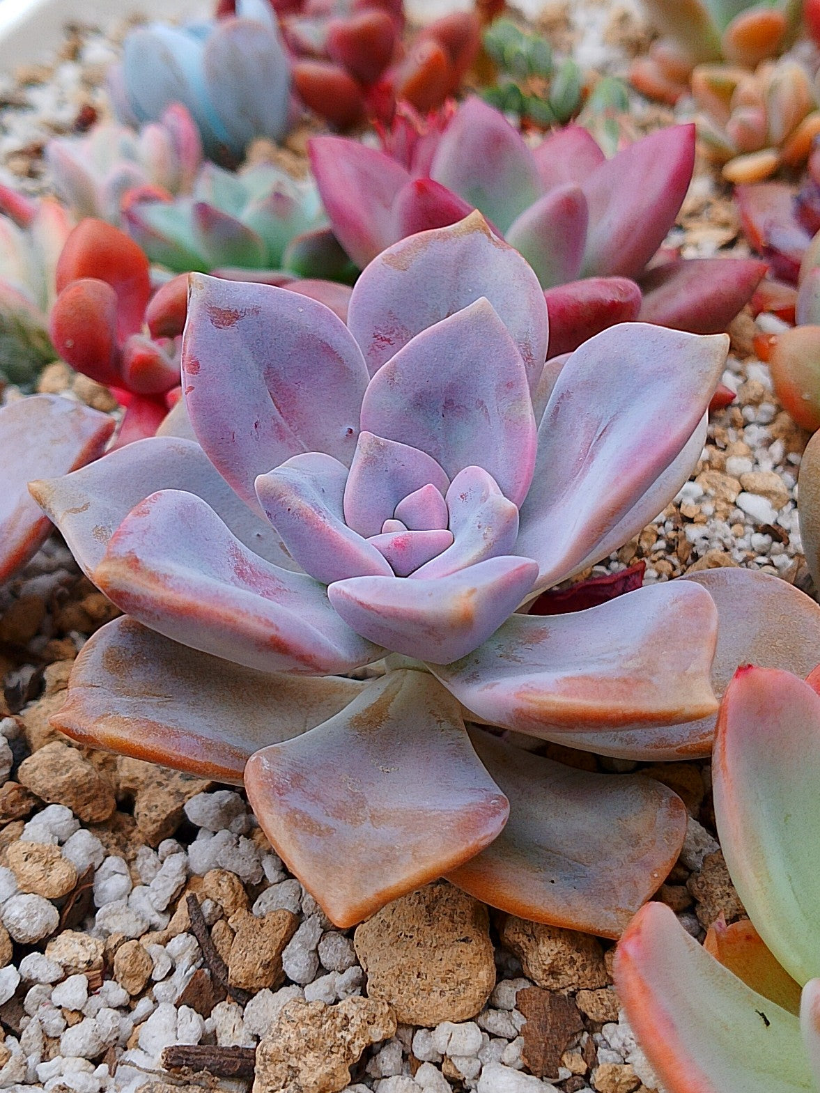 Echeveria Purple delight | maceta 3"