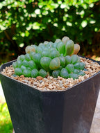 Haworthia cooperi A