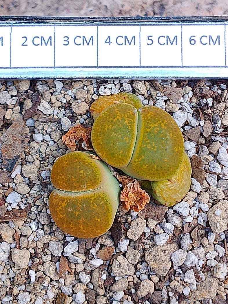 Lithops Leslie 'Albinica'
