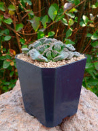 Titanopsis calcarea