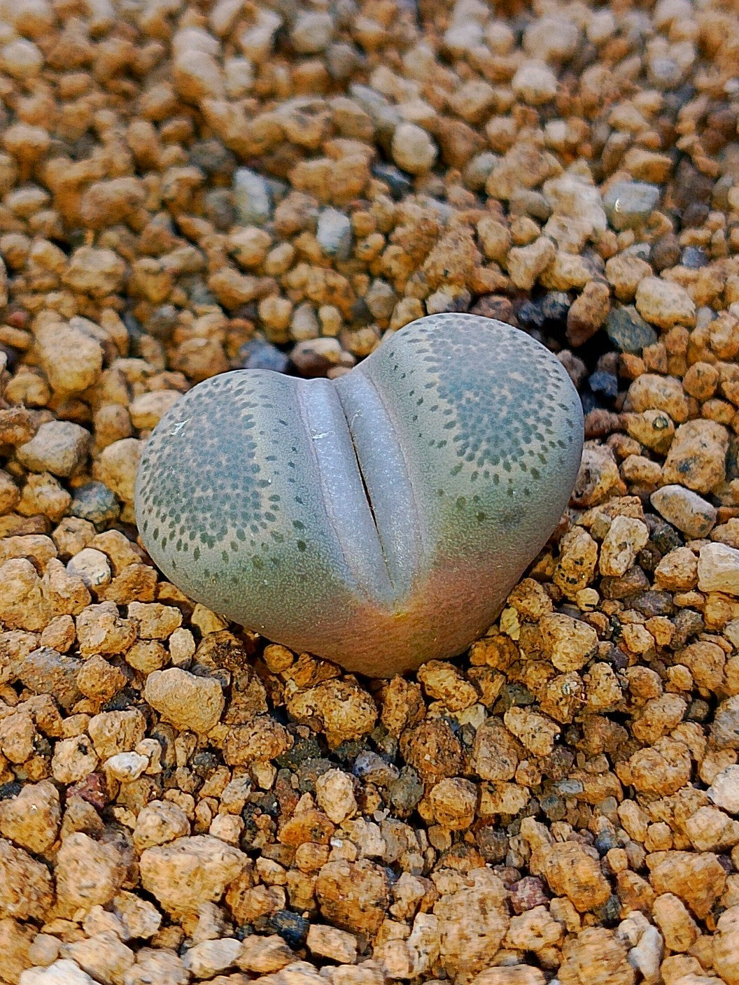 C130 Lithops terricolor