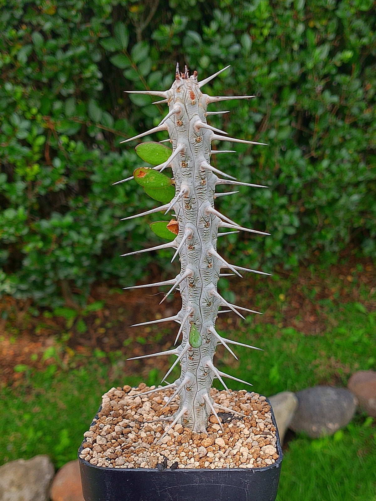 Alluaudia procera | 15 CM de alto