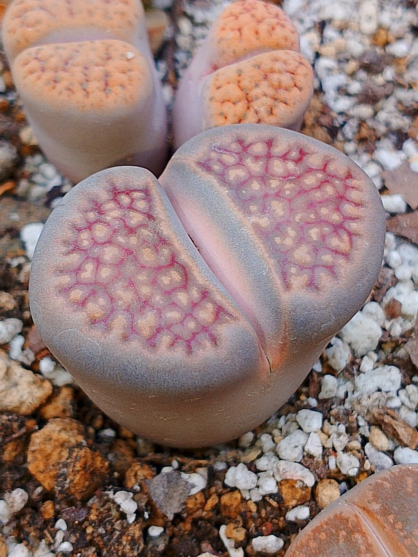 C303 	Lithops hallii v. ochracea