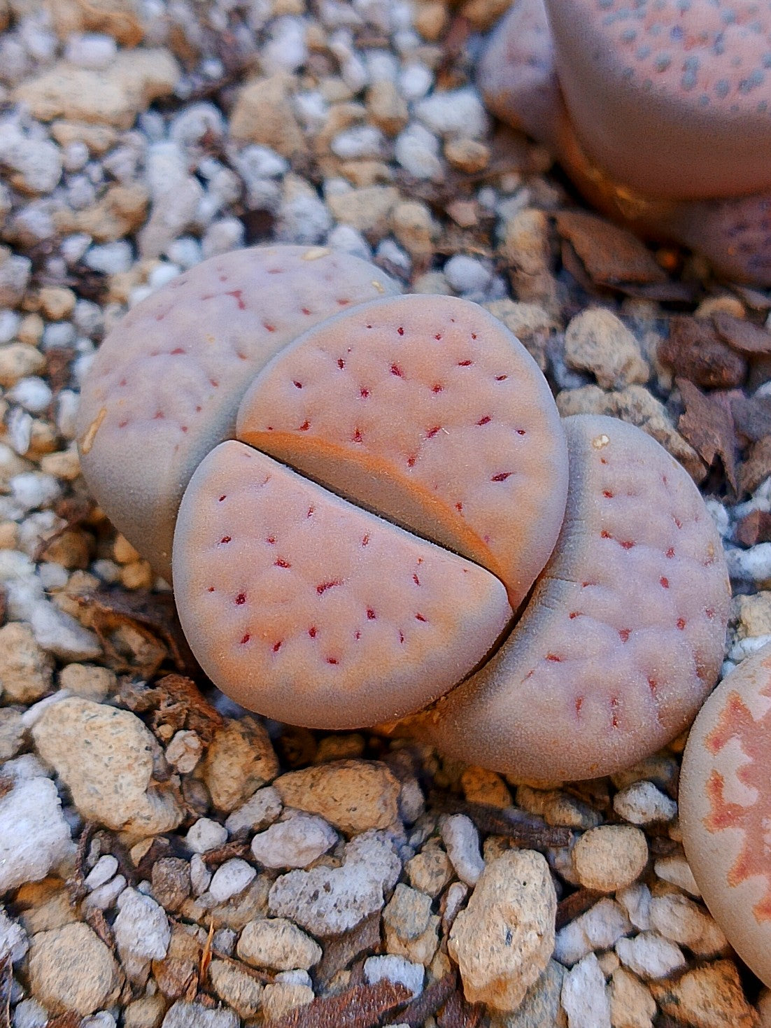 CL001 Lithops Karasmontana