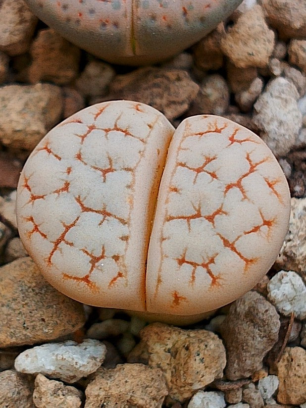 C189 	Lithops gracilidelineata ssp. gracilidelineata v. waldroniae