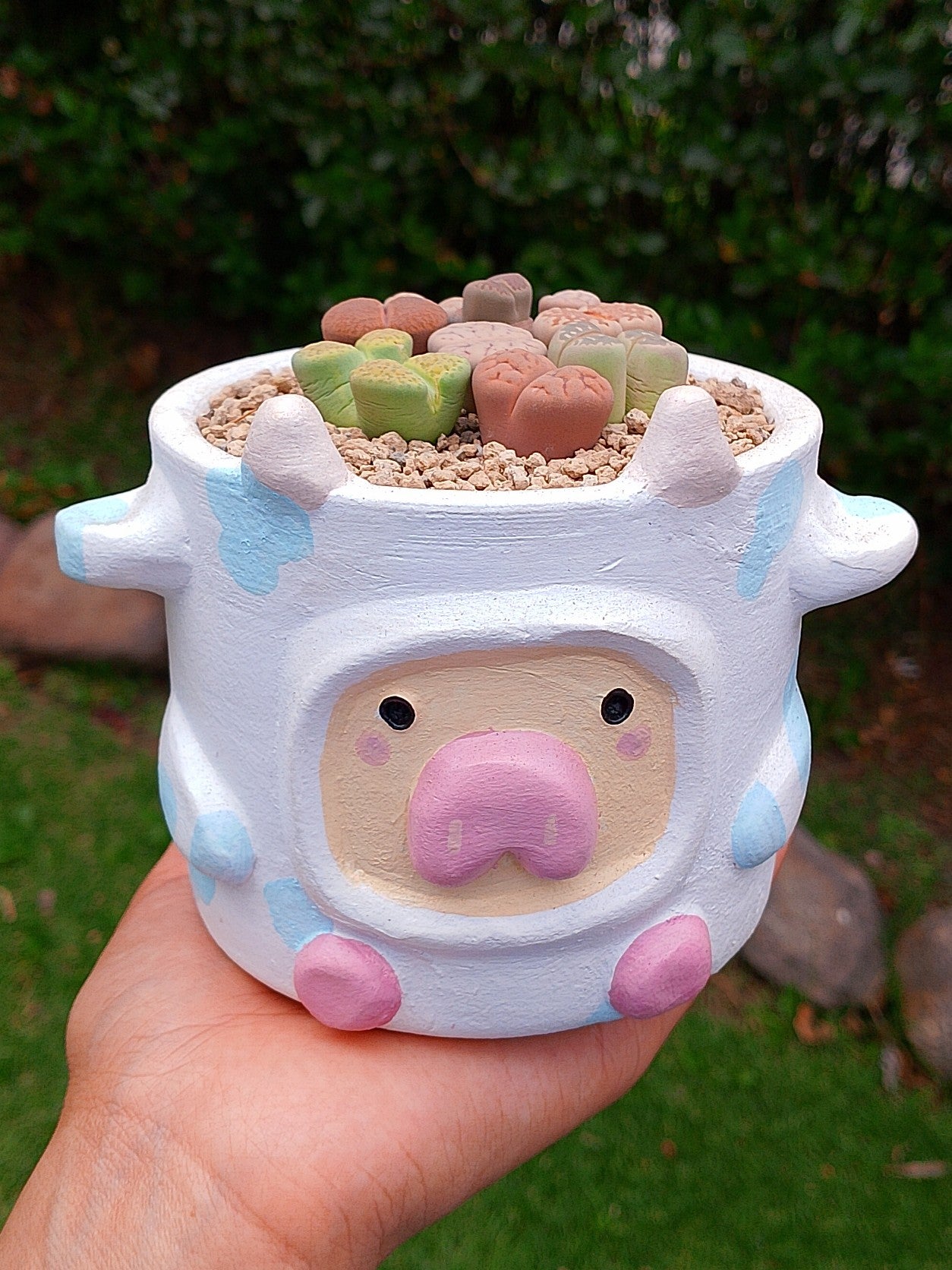 Paquete lithops Mix - vaquita A