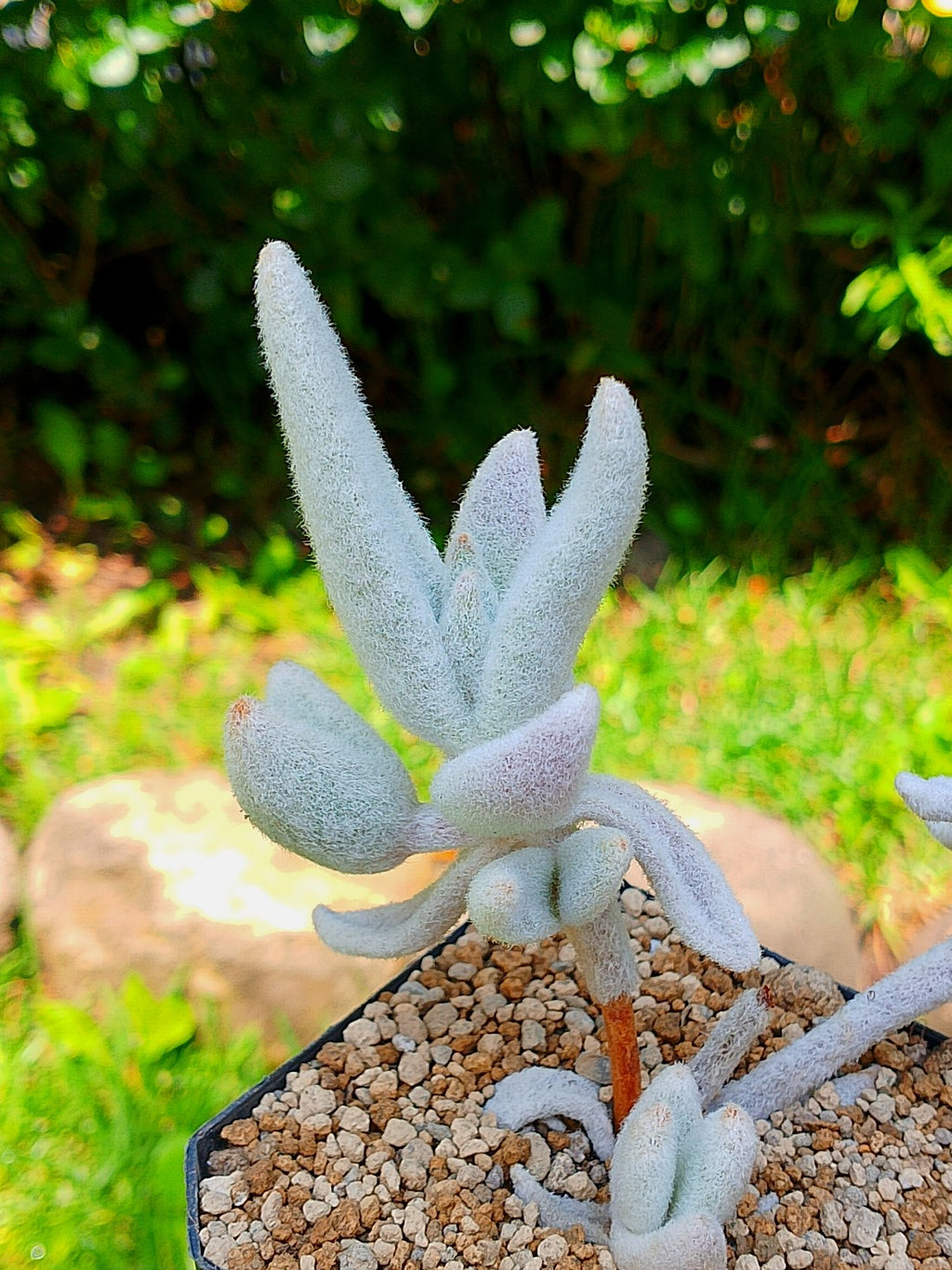Kalanchoe eriophylla
