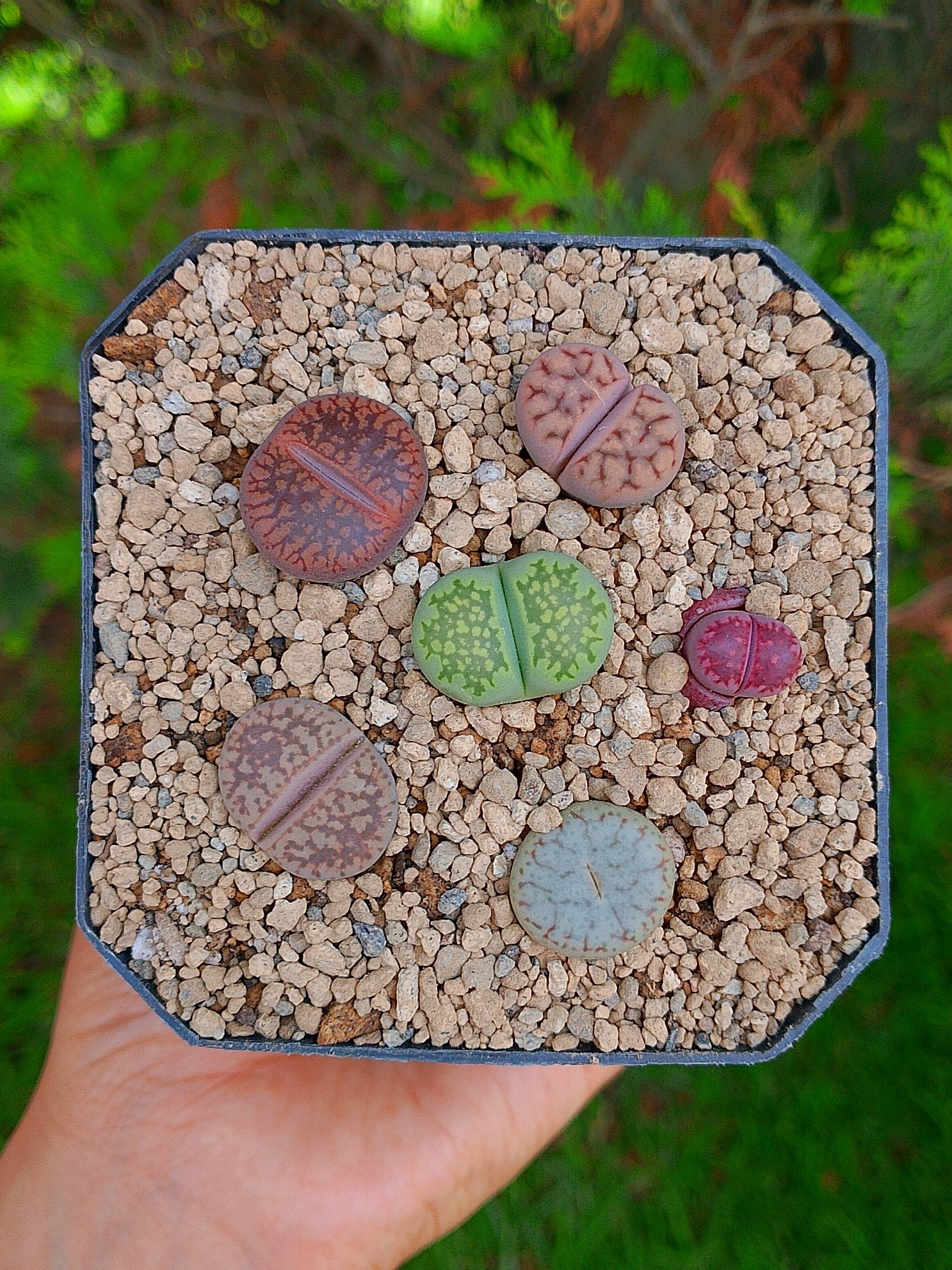 Paquete lithops cultivares A| maceta de 3.5"