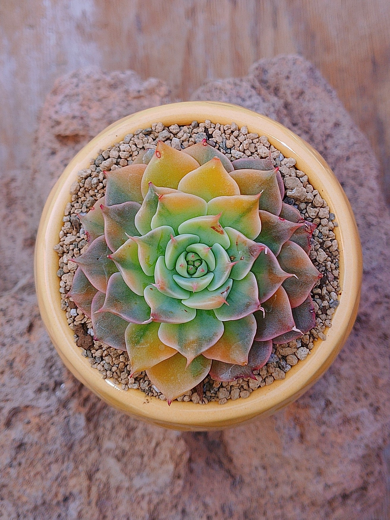 Echeveria halbingueri variegada