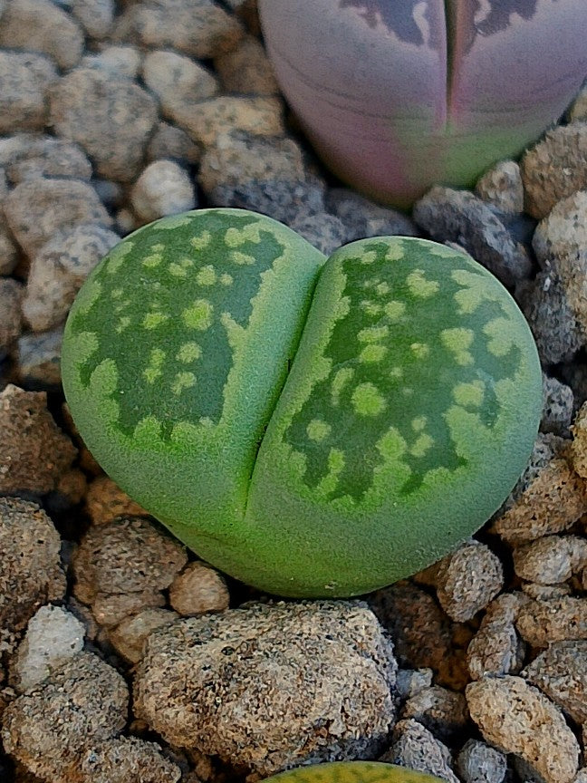 C351A 	Lithops salicola 'Malachite