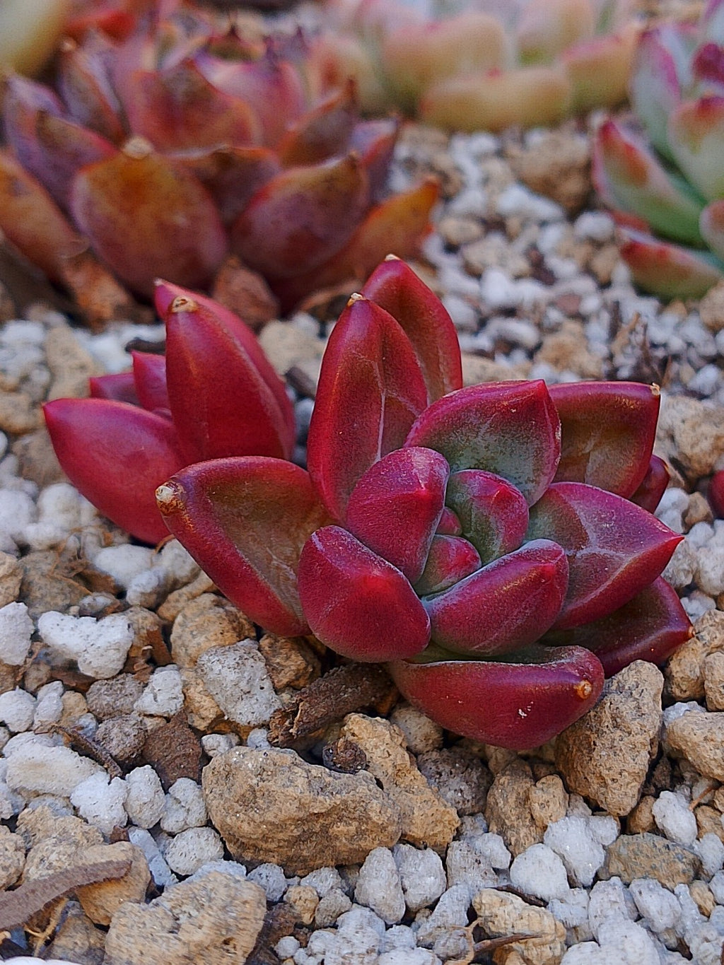 Echeveria Tivoli | maceta 3"