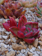 Echeveria Tivoli | maceta 3"