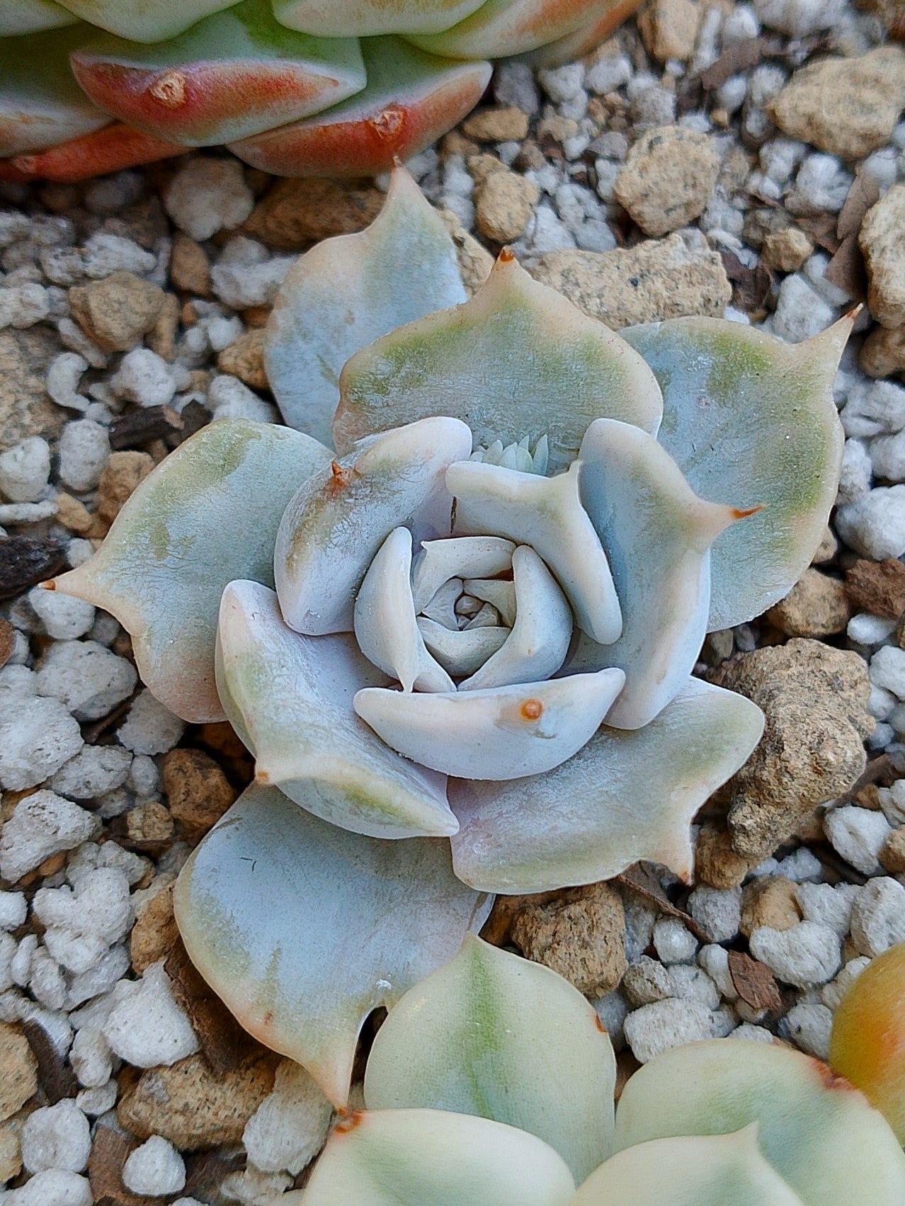 Echeveria Lilacina variegada