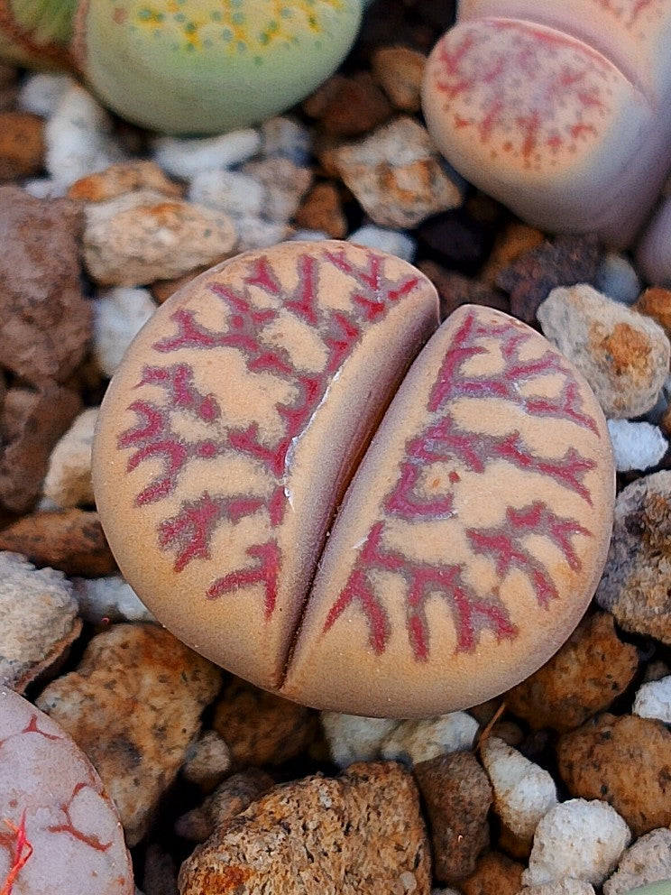C124 Lithops dorotheae A