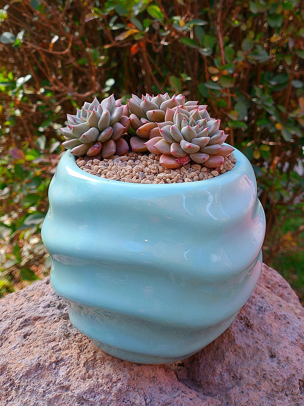 Echeveria Hermes