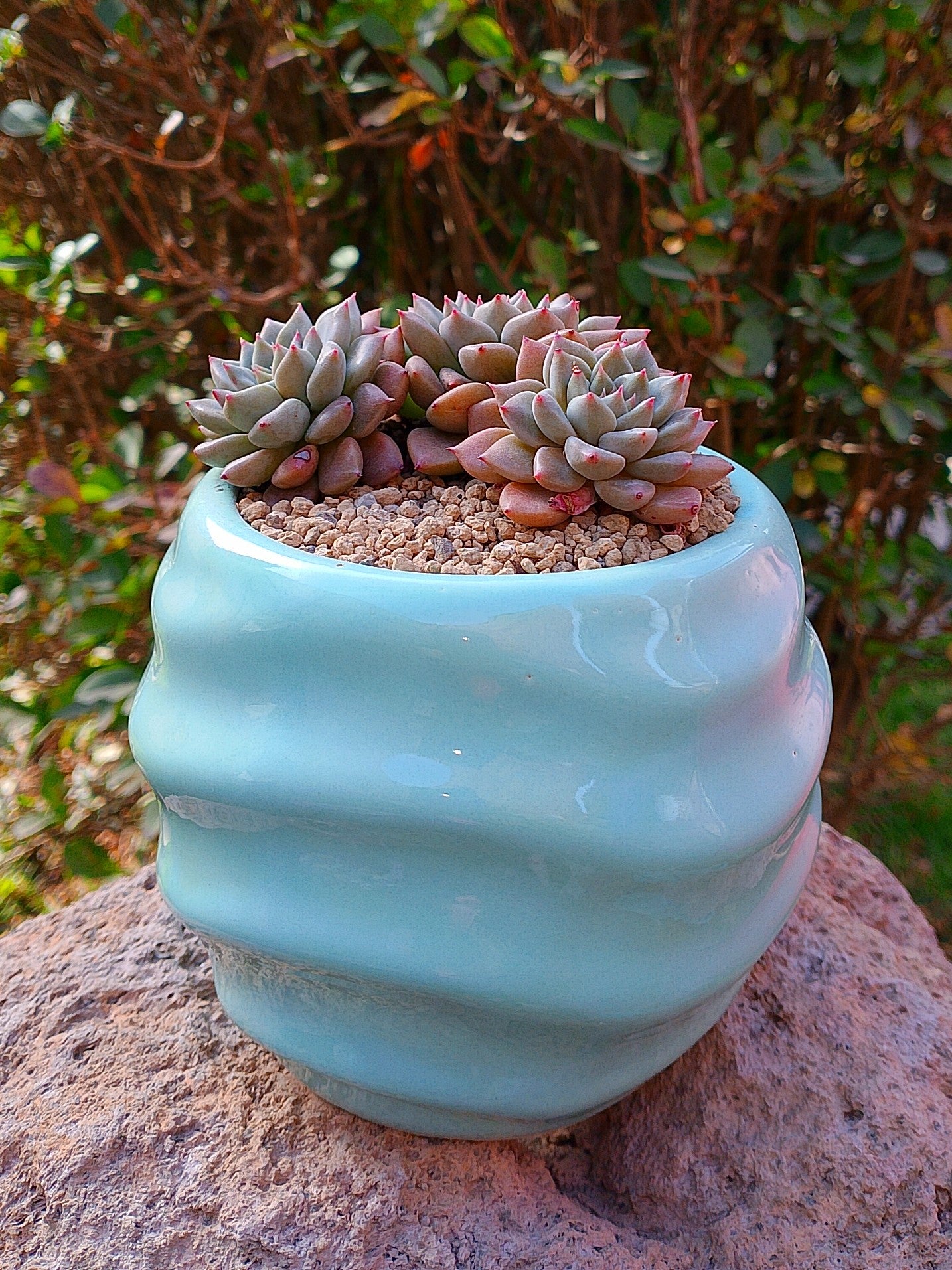 Echeveria Hermes
