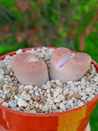 Lithops Hallii | 2 cabezas