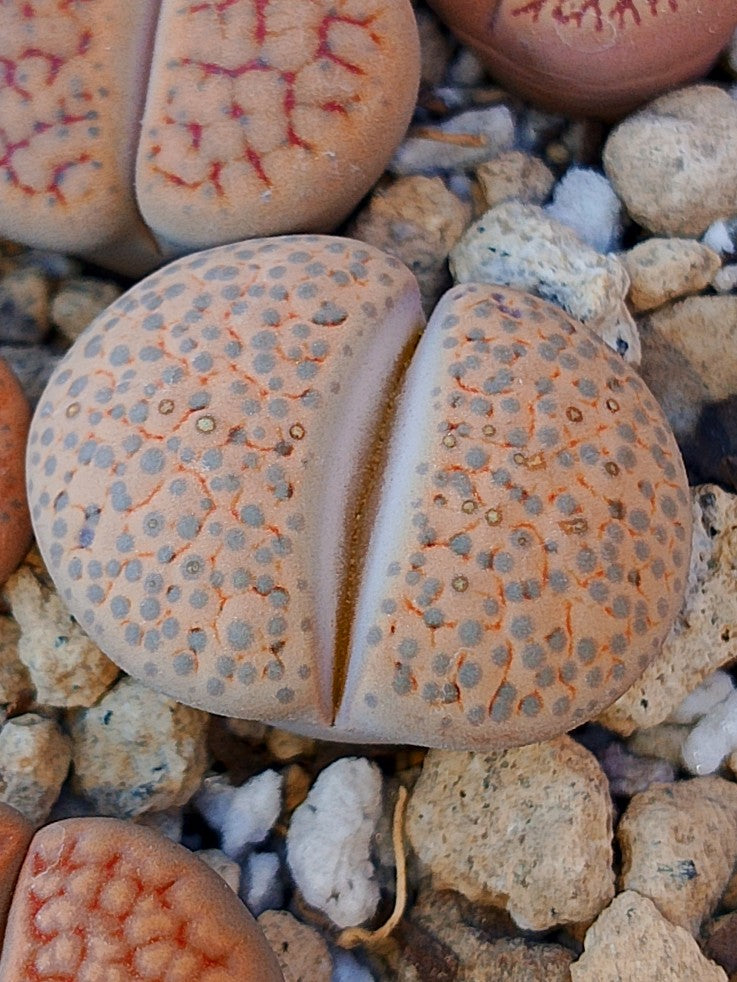 C170 	Lithops fulviceps v. fulviceps