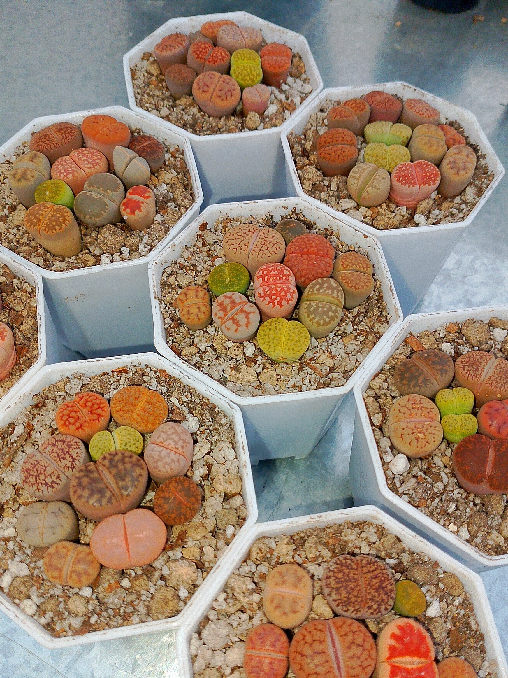 Paquete lithops mix