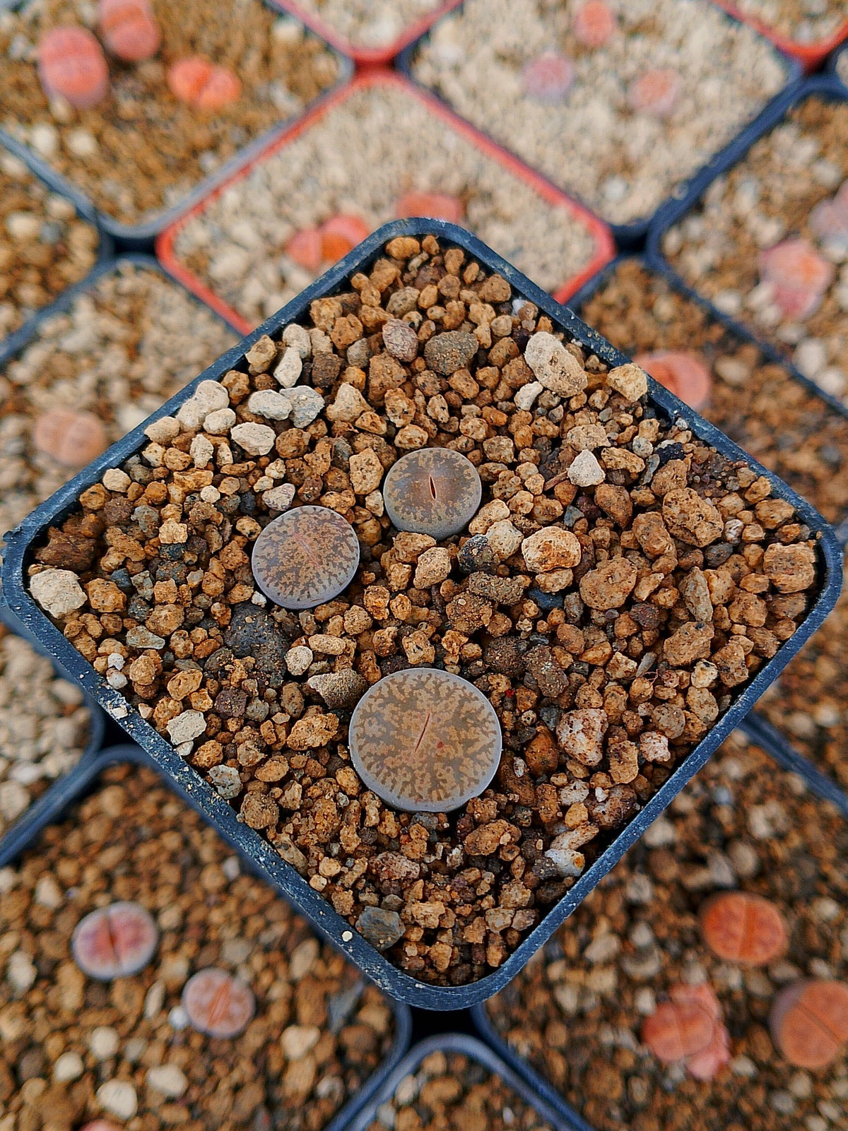 Paquete lithops Mix Z | 1 año de edad