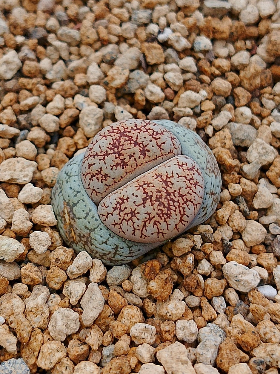 C302 	Lithops lesliei ssp. burchellii