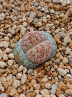 C302 	Lithops lesliei ssp. burchellii
