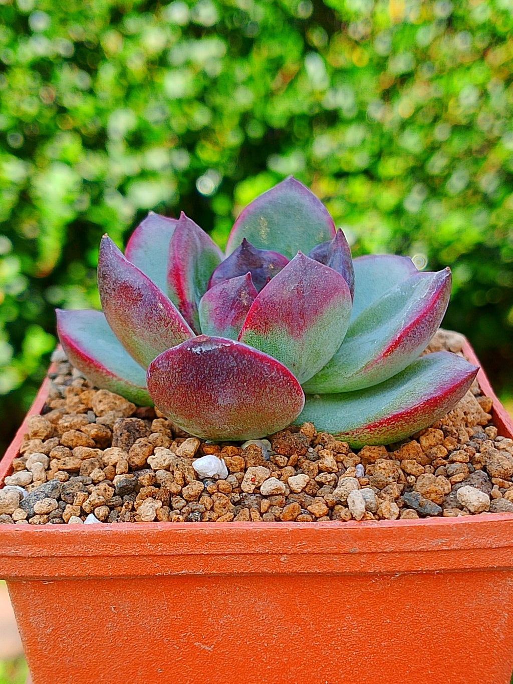 Echeveria Odette | maceta 3"