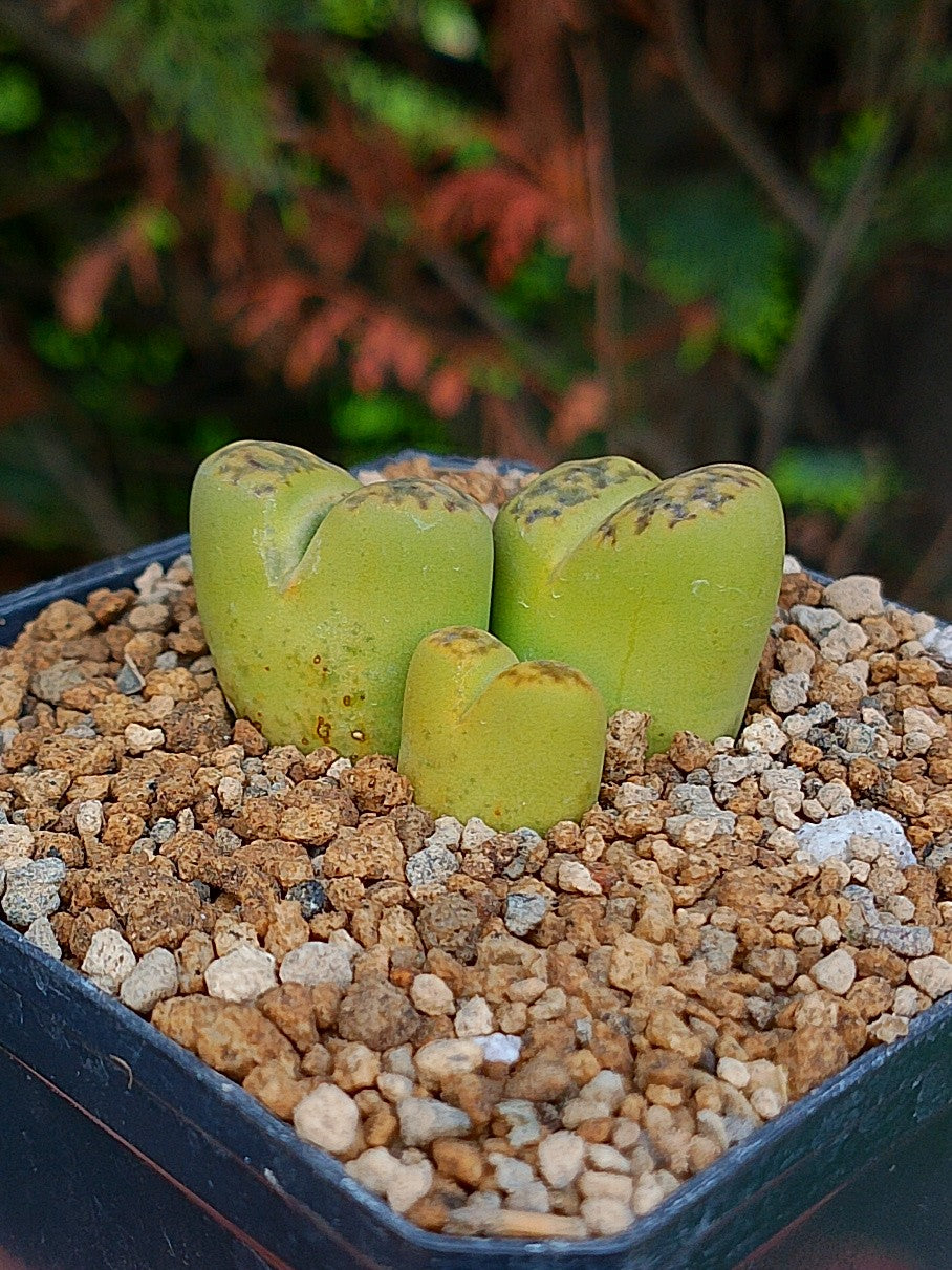 Lithops Bromfieldii sulphurea  | 2 cabezas