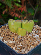 Lithops Bromfieldii sulphurea  | 2 cabezas